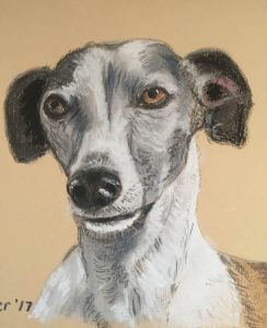 Woodie the Whippett portrait